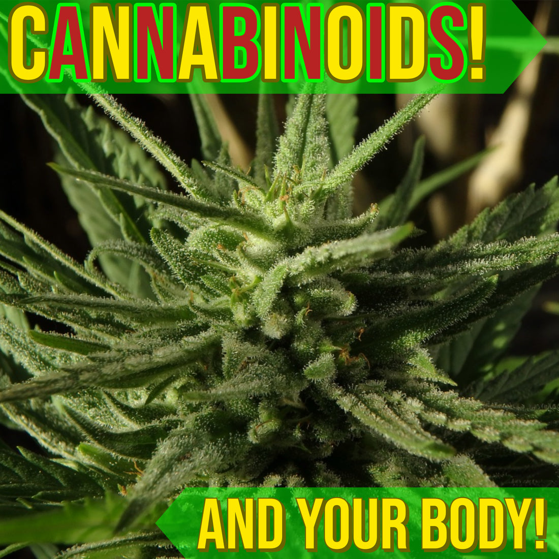 👨‍🔬 LEARNING ABOUT THE ENDOCANNABINOID SYSTEM 👨‍🔬