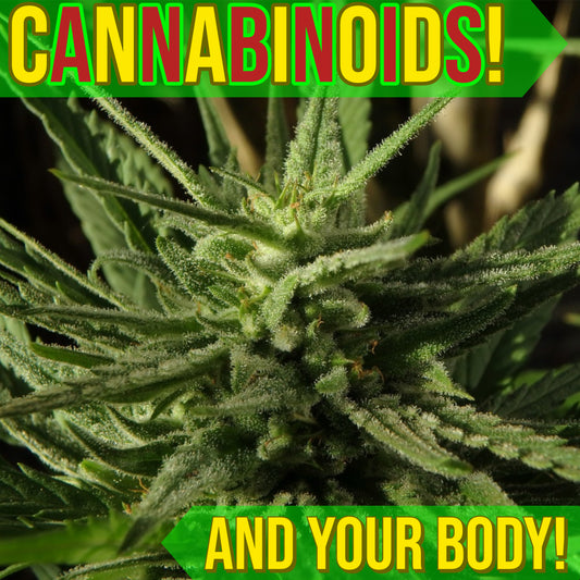 👨‍🔬 LEARNING ABOUT THE ENDOCANNABINOID SYSTEM 👨‍🔬