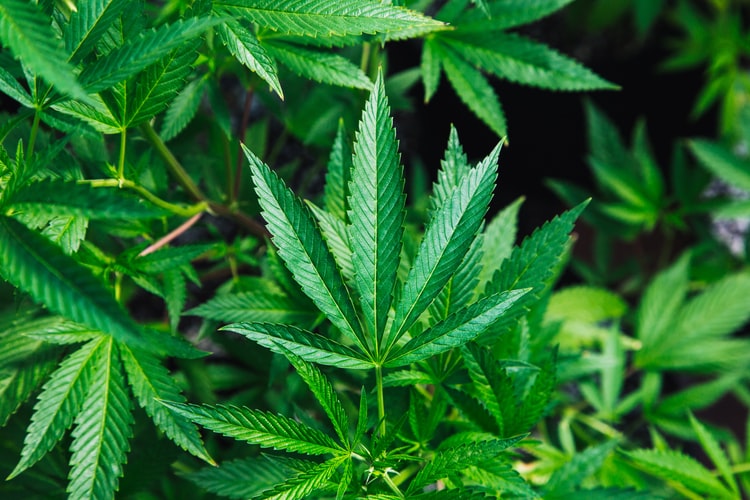 Hoodie Goodies, Washington D.C, Virginia, Maryland, DMV, Cannabusiness, Hemp, Industrial Hemp, CBD, Legalization, Sustainability, All Hemp Everything, How Hemp Can Save the World