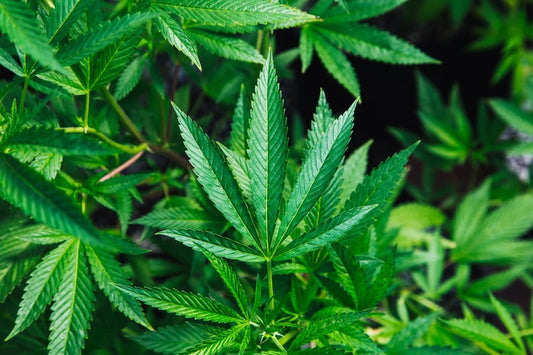 Hoodie Goodies, Washington D.C, Virginia, Maryland, DMV, Cannabusiness, Hemp, Industrial Hemp, CBD, Legalization, Sustainability, All Hemp Everything, How Hemp Can Save the World